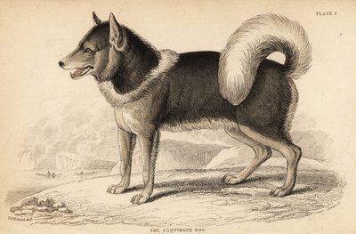 カナダのエスキモー犬（キンミク）、Canis lupus familiaris 作： William Home Lizars