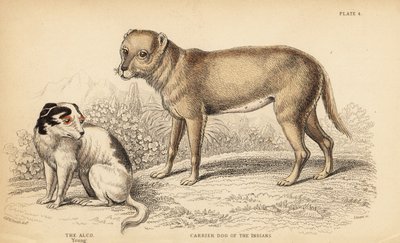 メキシコのインディアンまたはテチチのキャリア犬、チワワの祖先、Canis lupus familiaris、および若いアルコ犬、メキシコのYzi-cuinte potzotli、Canis lupus familiaris (Canis alco) 作： William Home Lizars