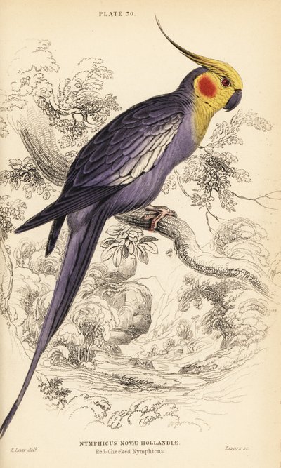 オカメインコ、ニンフィカス・ホランディカス（Nymphicus hollandicus 作： William Home Lizars