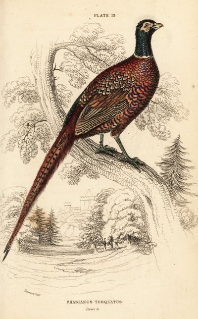 コウライキジ（リングネック）、Phasianus colchicus torquatus（ファシアナス・トルカタス）（Phasianus torquatus 作： William Home Lizars