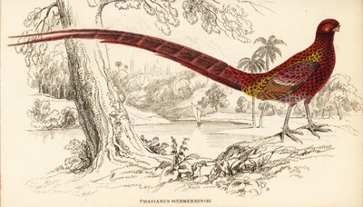 銅のキジ、またはソエマーリングのキジ、Syrmaticus soemmerringii（Phasianus soemmerringii 作： William Home Lizars
