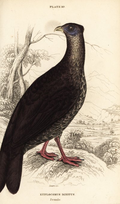 クレスティドファイアバック（Lophura ignita）の雌（マカートニーコック（Euplocomus ignitus））。 作： William Home Lizars