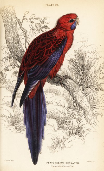 クリムゾン・ロゼラ、Platycercus elegans 作： William Home Lizars