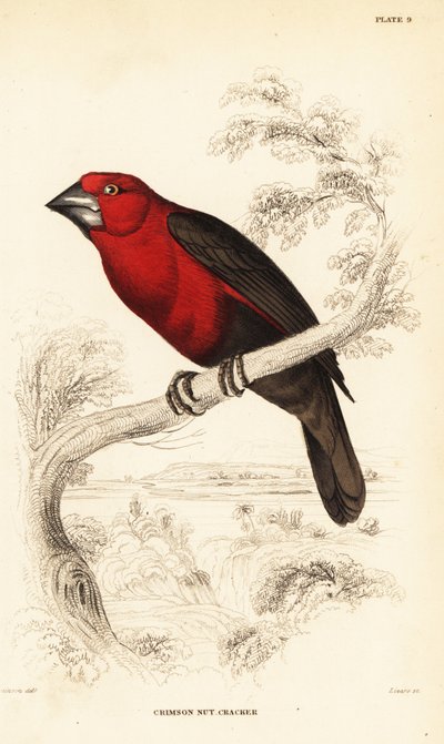 クリムゾン・シードクラッカー、ピレネステス・サンギネウス・サンギネウス（Crimson nutcracker, Pirenestes sanguineus 作： William Home Lizars