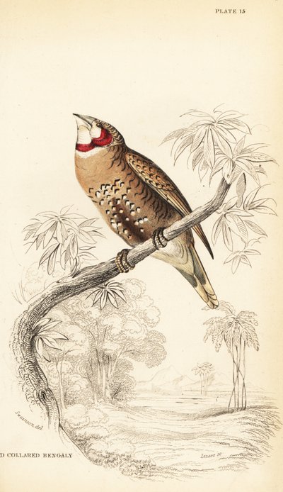 Cut-throat finch or ribbon finch, Amadina fasciata 作： William Home Lizars