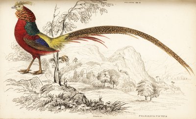 金のキジまたは中国のキジ、Chrysolophus pictus (Phasianus pictus) 作： William Home Lizars