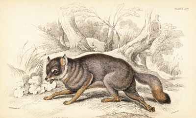 灰色のキツネ、Urocyon cinereoargenteus (Vulpes cinereus) 作： William Home Lizars