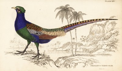 緑のキジ（オス） Phasianus versicolor 作： William Home Lizars