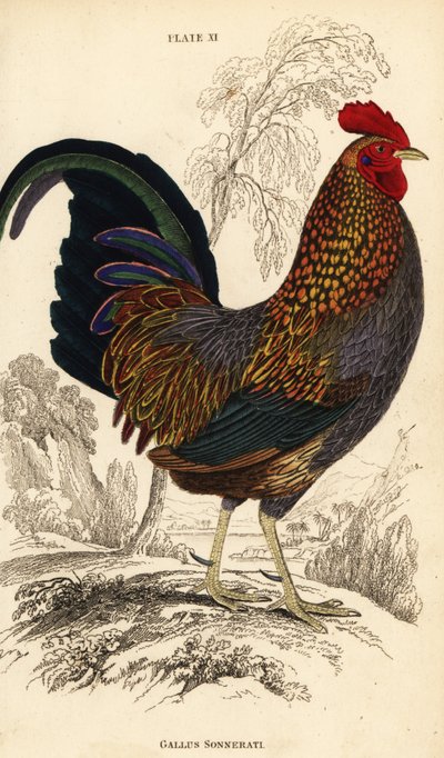 灰色のジャングルファウルまたはソネラートのジャングルファウル、Gallus sonneratii (Gallus sonnerati) 作： William Home Lizars