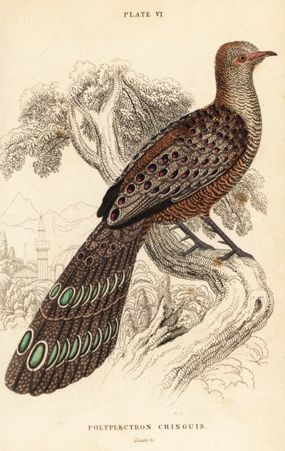 ビルマのクジャク・キジ（Polyplectron bicalcaratum 作： William Home Lizars