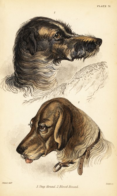 スタッグハウンド1とブラッドハウンド2の頭部、Canis lupus familiaris (Canis sagaces and Canis sanguinarius) 作： William Home Lizars