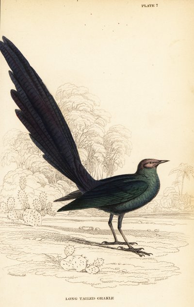 ロングテール・グロッサリー・スターリング、Lamprotornis caudatus 作： William Home Lizars