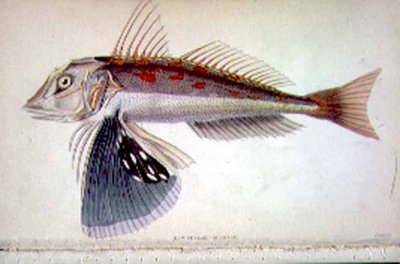 J.S.ブッシュマン著、Sir William Jardine (1800-74)編纂の「Naturalist