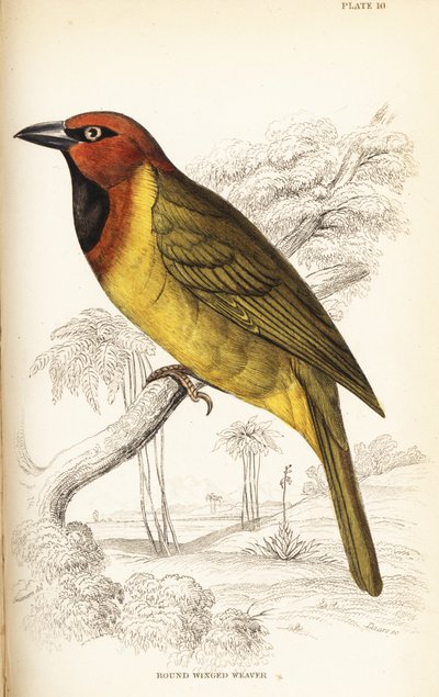 オリーブのような形をしたハタオリ、または丸い羽のようなハタオリ、Ploceus brachypterus 作： William Home Lizars