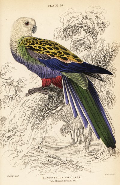 ペールヘッド・ローゼラ（パalliceps）、Platycercus adscitus palliceps 作： William Home Lizars