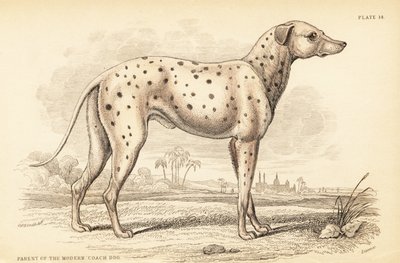 現代のコーチングドッグ（Canis lupus familiaris）の親 作： William Home Lizars