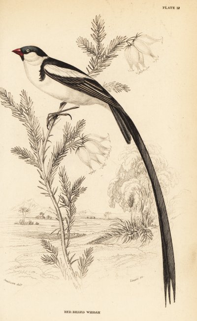 Pin-tailed whydah, Vidua macroura (Red-Billed whidah, Vidua erythrorhynchus) 作： William Home Lizars