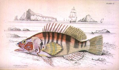 Plate 17 Serbanus Scriba (Island of Baziluzzo)、Sir William Jardine (1800-74) 編纂の「Naturalist