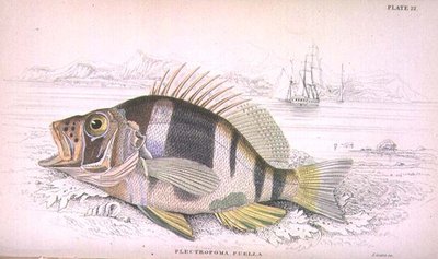 プレート22 Plectropoma Puella、Sir William Jardine (1800-74)が編集した「Naturalist