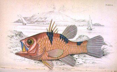 プレート11; Apongon Trimaculatus (Island of Volcano) Sir William Jardine (1800-74)が編集した「Naturalist