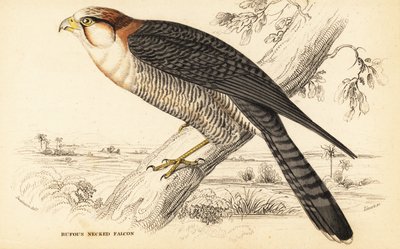 赤首のハヤブサ、Falco chicquera ruficollis 作： William Home Lizars
