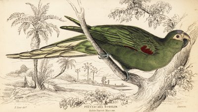 ベニイロコンゴウインコ（Diopsittaca nobilis 作： William Home Lizars