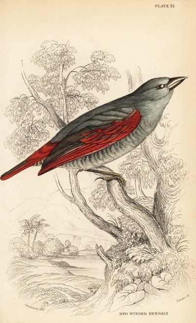 紅葉したベンガル、Pytilia phoenicoptera（紅葉したベンガル、Pytilia phaenicoptera 作： William Home Lizars