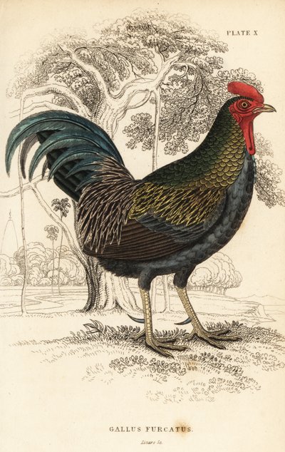 レッドジャングルファウル、Gallus gallus javanicus 作： William Home Lizars