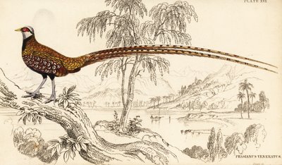 リーブスのキジ、Syrmaticus reevesii 作： William Home Lizars