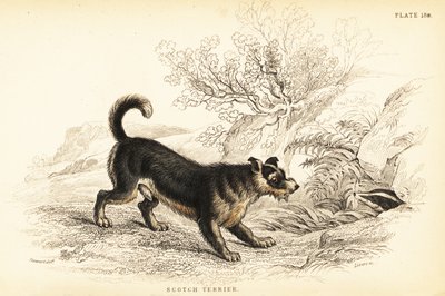 スコティッシュ・テリアまたはスコッチ・テリア（Canis lupus familiaris（Canis terrarius 作： William Home Lizars