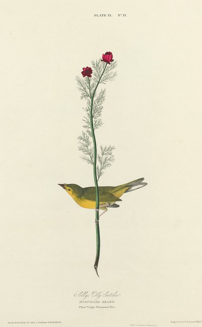 セルビーのフライキャッチャー、1827年。 作： William Home Lizars