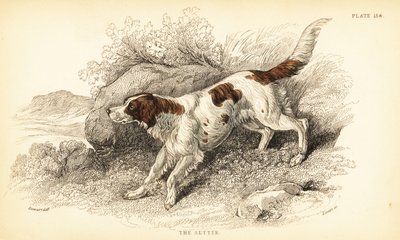 セッター（Canis lupus familiaris）（カニス・インデックス 作： William Home Lizars