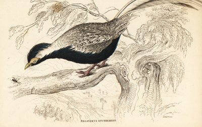 銀色のキジ、Lophura nycthemera（Phasianus nycthemerus 作： William Home Lizars