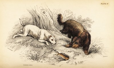 スムースコーテッドテリア、スコティッシュまたはワイヤーヘアードテリア（Canis lupus familiaris（Canis terrarius 作： William Home Lizars