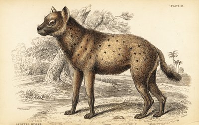 スポッテッドハイエナまたは笑うハイエナ、Crocuta crocuta (Hyaena crocuta) 作： William Home Lizars
