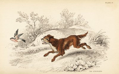 スプリンガーまたはイングリッシュ・スプリンガー・スパニエル（Canis lupus familiaris 作： William Home Lizars