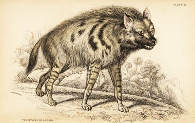 シマハイエナ、Hyaena hyaena 作： William Home Lizars