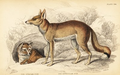 シリアのキツネ（Taaleb）、Vulpes thaleb（またはBlanford