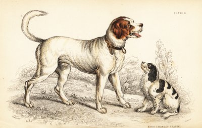 アルパインまたはグレートセントバーナード犬（Canis lupus familiaris）、キングチャールズスパニエル（Canis lupus familiaris）（Canis extrarius 作： William Home Lizars