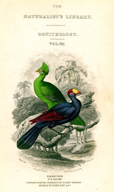 博物学者図書館、鳥類学、セネガルトゥラコ、バイオレットオオバコイーター、c1833-1865。 作： William Home Lizars