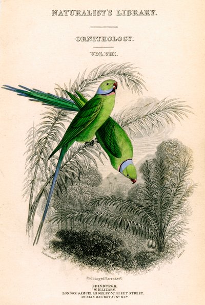 博物学者図書館、鳥類学第VIII巻、レッドリングパラキート、c1833-1865。 作： William Home Lizars