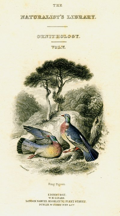 博物学者図書館、鳥類学第5巻、リングピジョン、c1833-1865。 作： William Home Lizars