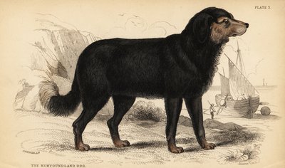 ニューファンドランド・ドッグ（Canis lupus familiaris）（Canis terranovae）。) 作： William Home Lizars