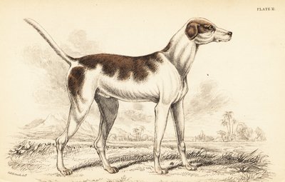 オリエンタルハウンド（Canis lupus familiaris）は 作： William Home Lizars