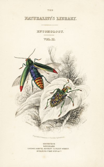 タイトルページには、玉虫Chrysochroa fulminansとパッチウイングド・ダイヤモンド・ビートルCurculio splendensのヴィネットがあります。 作： William Home Lizars