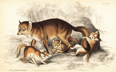 子連れのアカギツネ（Vulpes vulpes）の品種（バイエルンの石炭キツネ（Vulpes alopex））。 作： William Home Lizars