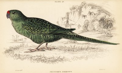 ウエスタン・グランド・パロット（Pezoporus flaviventris 作： William Home Lizars