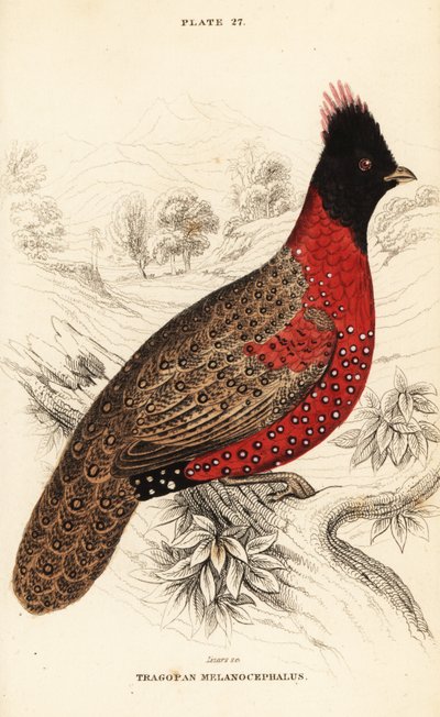 西洋トラゴパンまたは西洋ホーンテッド・トラゴパン（Tragopan melanocephalus 作： William Home Lizars