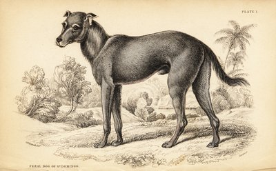 ドミニカ共和国とハイチに生息する野生の犬、Canis lupus familiaris (Feral dog of St. 作： William Home Lizars
