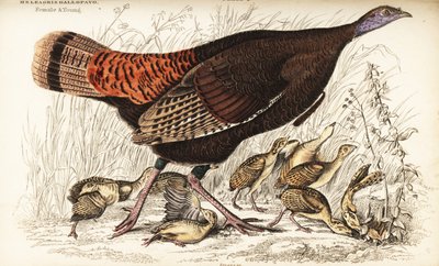 野生の七面鳥、雌と子供、Meleagris gallopavo 作： William Home Lizars